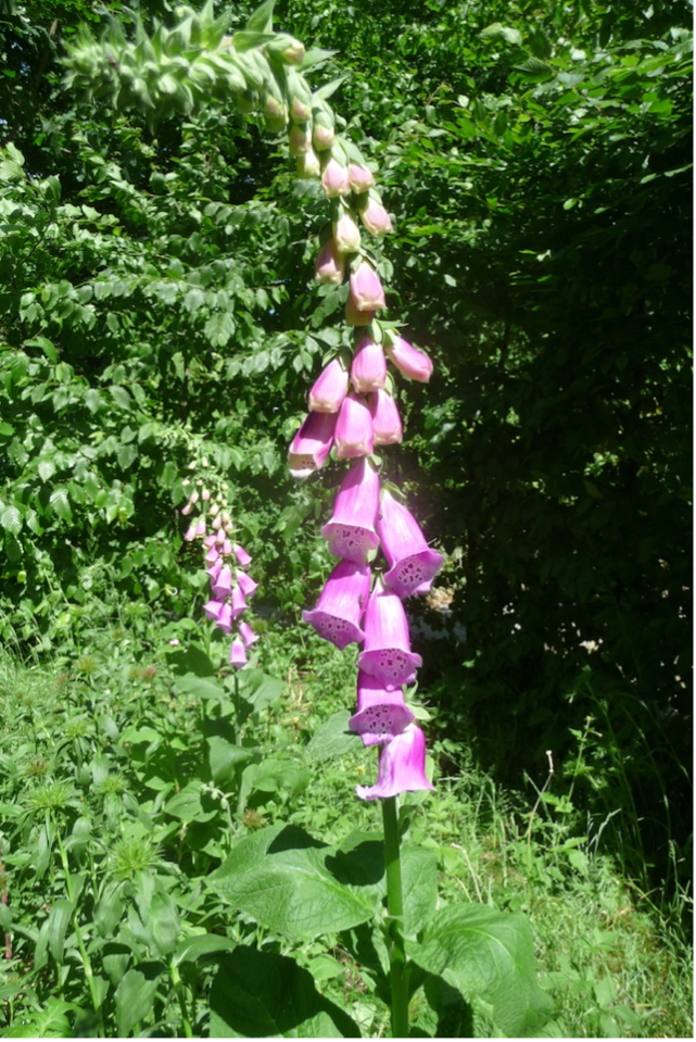 Digitalis Digitalis im Vorgarten der Autorin – auch dieser wird sichtlich zunehmend digitalisiert ;-)